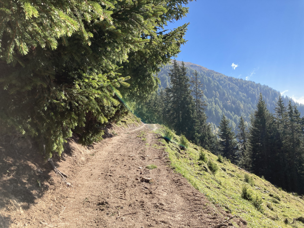 Ab hier führt ein einfach zu fahrender Forstweg einige Höhenmeter bergauf...
