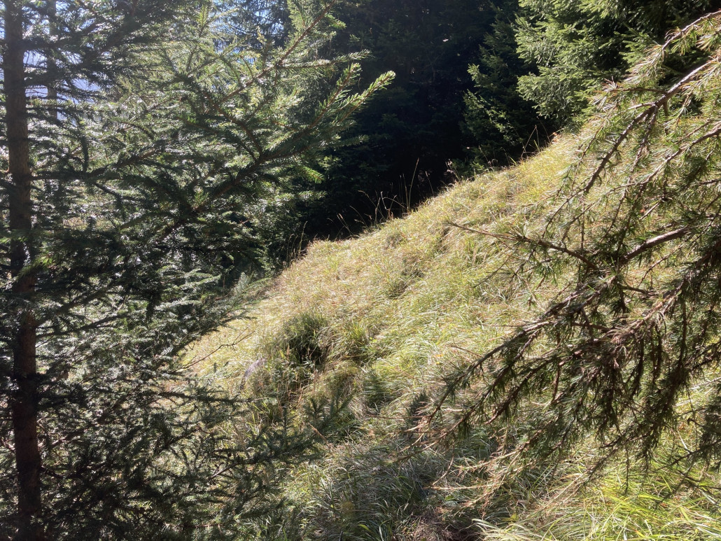 Wo ist der Weg? Wären nicht kurz mir zwei Wanderer hier entlang gegangen und hätten das Gras niedergedrückt, hätte ich Mühe gehabt, den Weg zu finden.