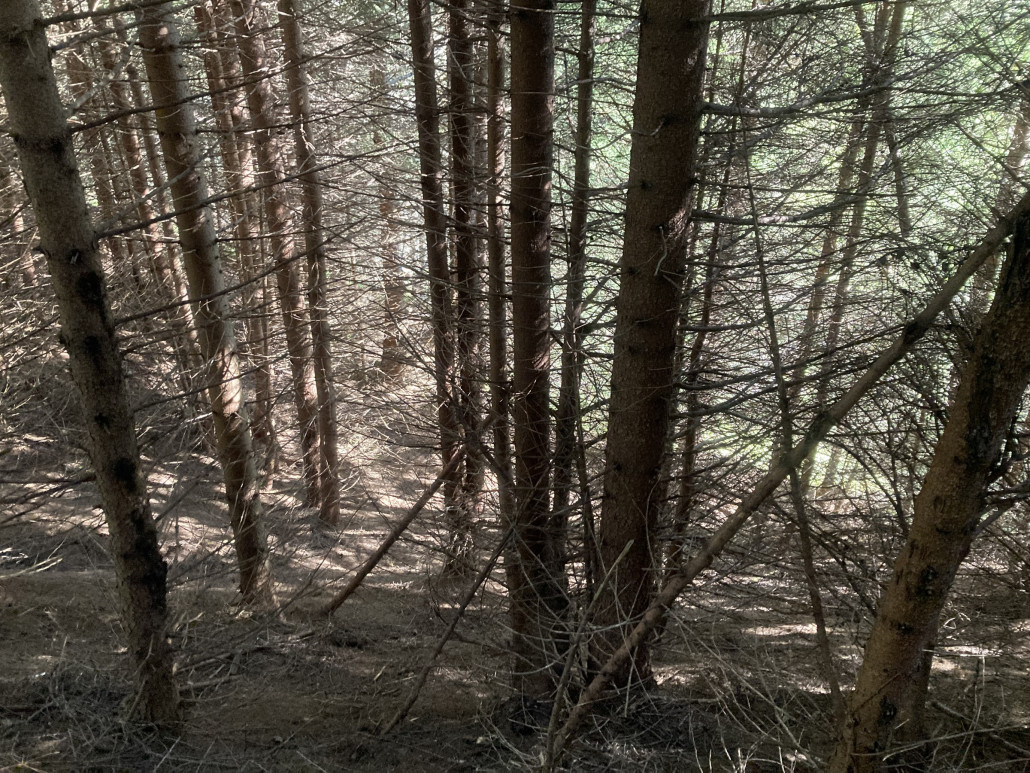 Plötzlich war der "Weg" zu Ende und ich wusste nicht mehr, wo ich durchgehen sollte. Nach kurzem Umherirren entschied ich mich, in der Falllinie direkt nach oben zu gehen, was die richtige Entscheidung war. Nach ungefähr zwanzig Höhenmetern aufwärts kam ich wieder auf einen breiten Weg. Hier der Blick zurück nach unten.