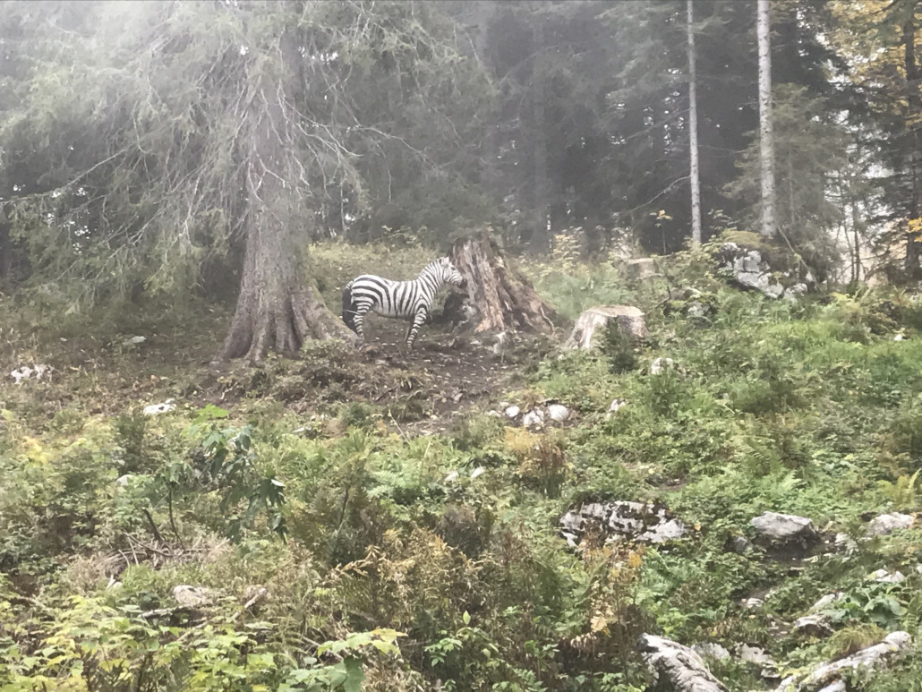 Dass es so exotische Tiere hier hat, ist mir neu ;-)