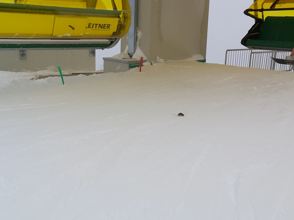 Plötzlich kroch am Ausstieg der Märchenwiesen eine Maus umher.