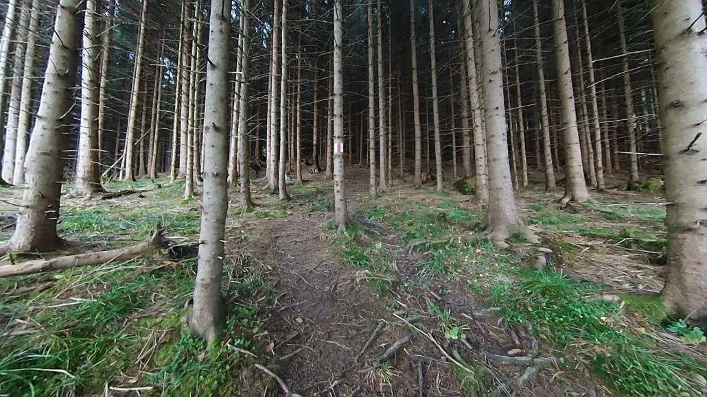Dunkeler Wald.jpg