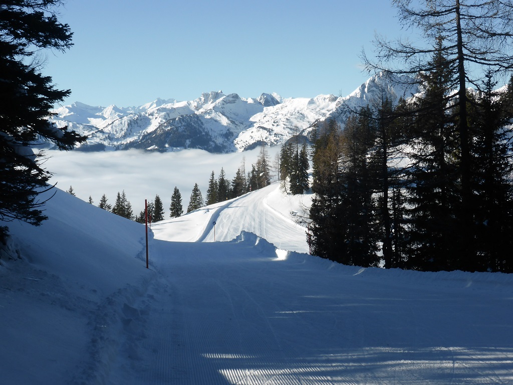 nettes Waldstück der Piste 25