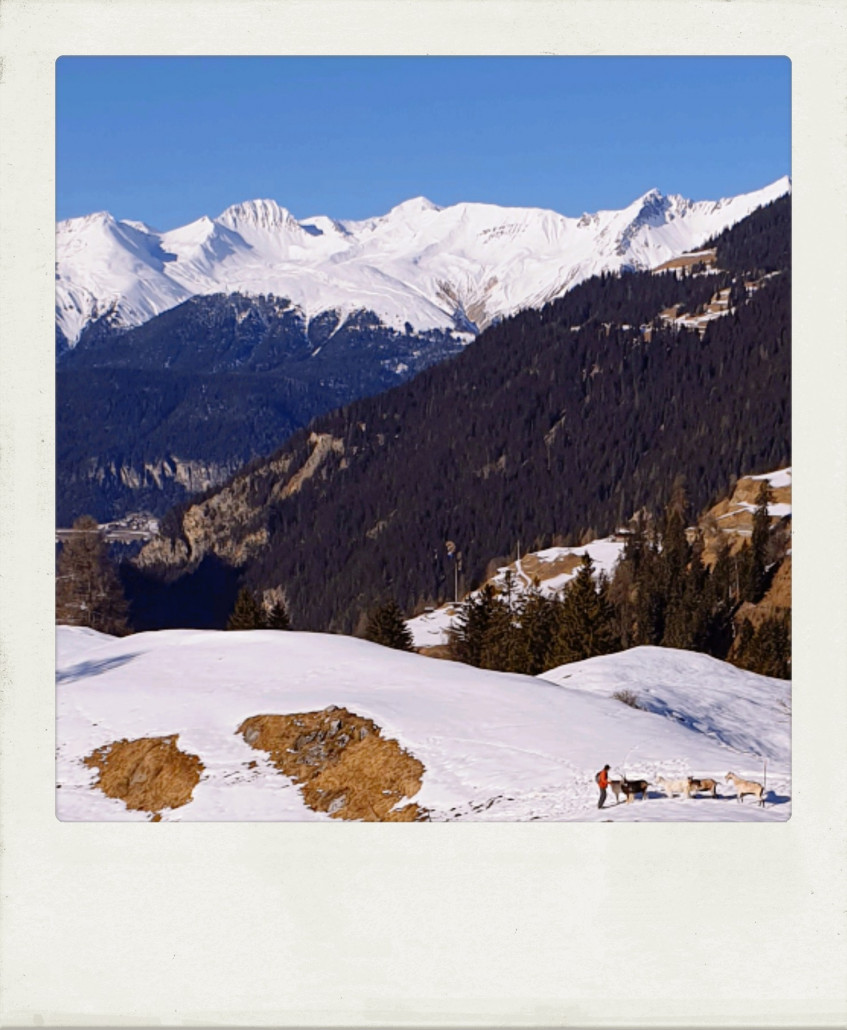 Hatte ich bisher noch nie gesehen: in Latsch kann man Geissenwanderungen buchen (Geissen mit Geissen-Mutter rechts unten im Bild). Sicher auch speziell.