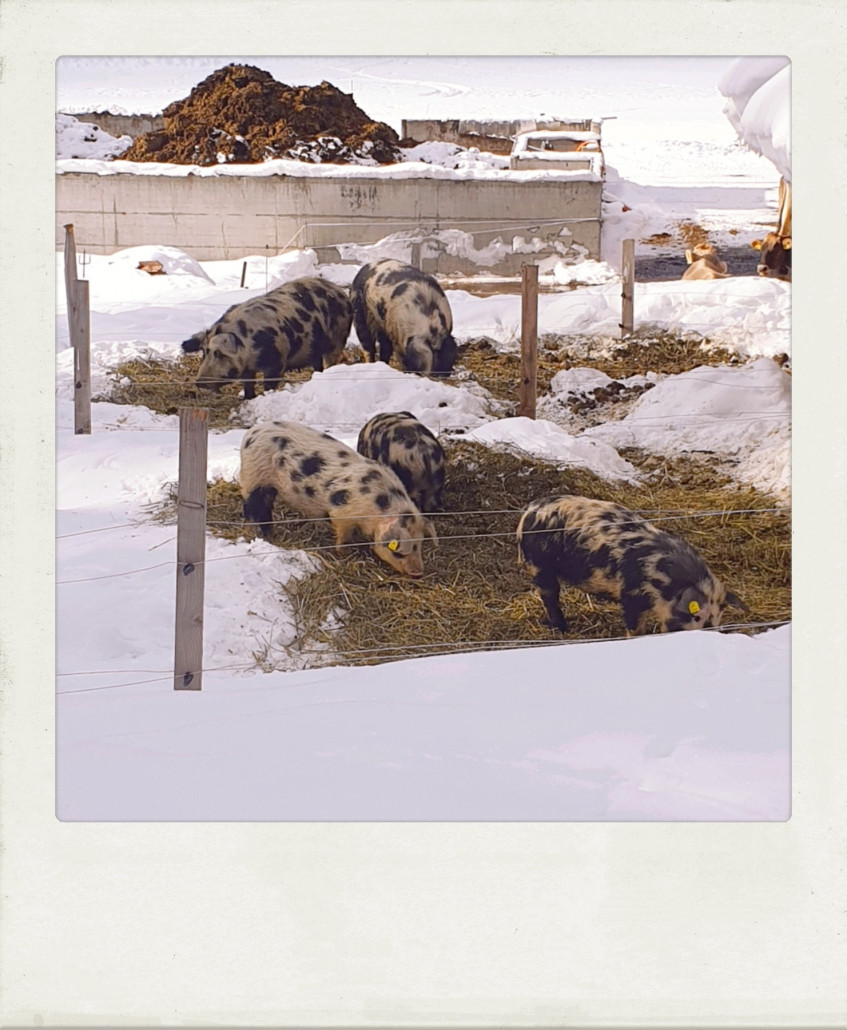 Überall sieht man Landwirtschaft, wie man sie sich vorstellt und wie ich sie aus Kindheitstagen im Schwarzwald kenne. Tiere an der frischen Luft - mit viel Platz.