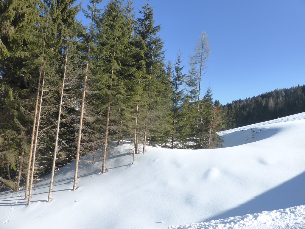 mit einem Winterstillleben beschließe ich den Bericht.<br />Fazit: Angenehmer Tag mit großteils guten Verhältnissen.<br />Highlights: Pisten an der Grossbergbahn am Morgen. Und auch die 5. Hier großteils schattig, aber Schnee noch pulvrig.<br />An der Gondelbahn wurde meine Covid-Freischaltung nicht angenommen. Da mußte ich dann zur Kassa runterdackeln...<br />Aber alles in Allem guter Tag