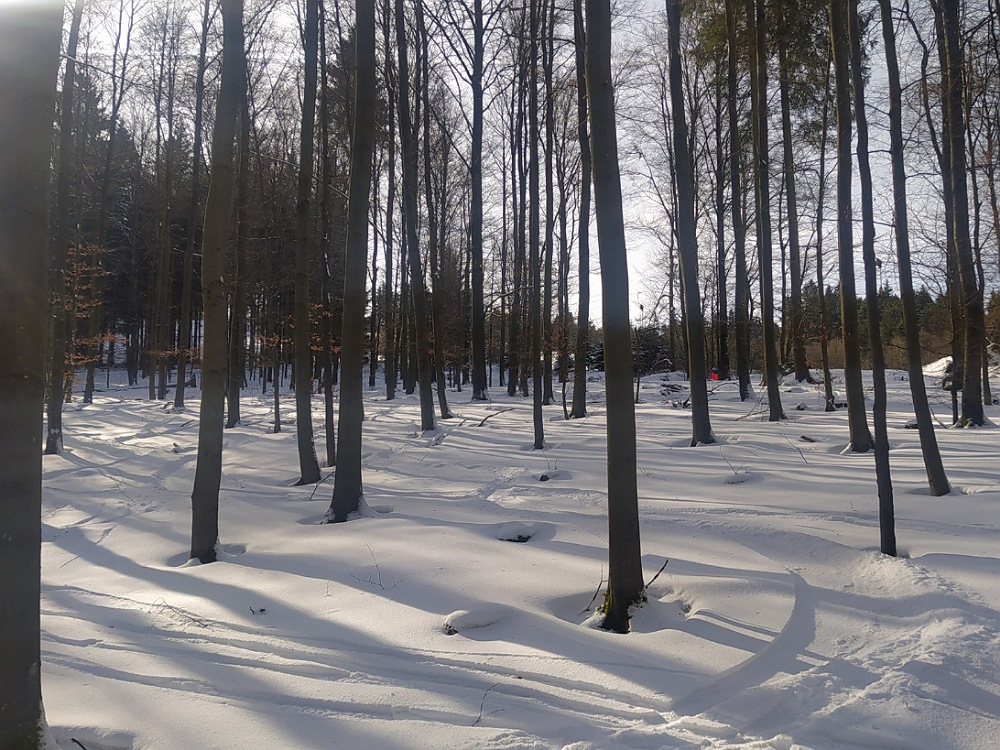 Freeriden durch den Laubwald