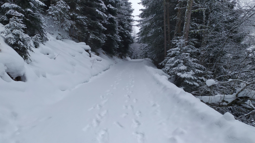 Los ging es heute mit Schneeschuhwandern in Feichten