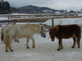 Pferdl auf Aiderbichl  bei Salzburg.jpg
