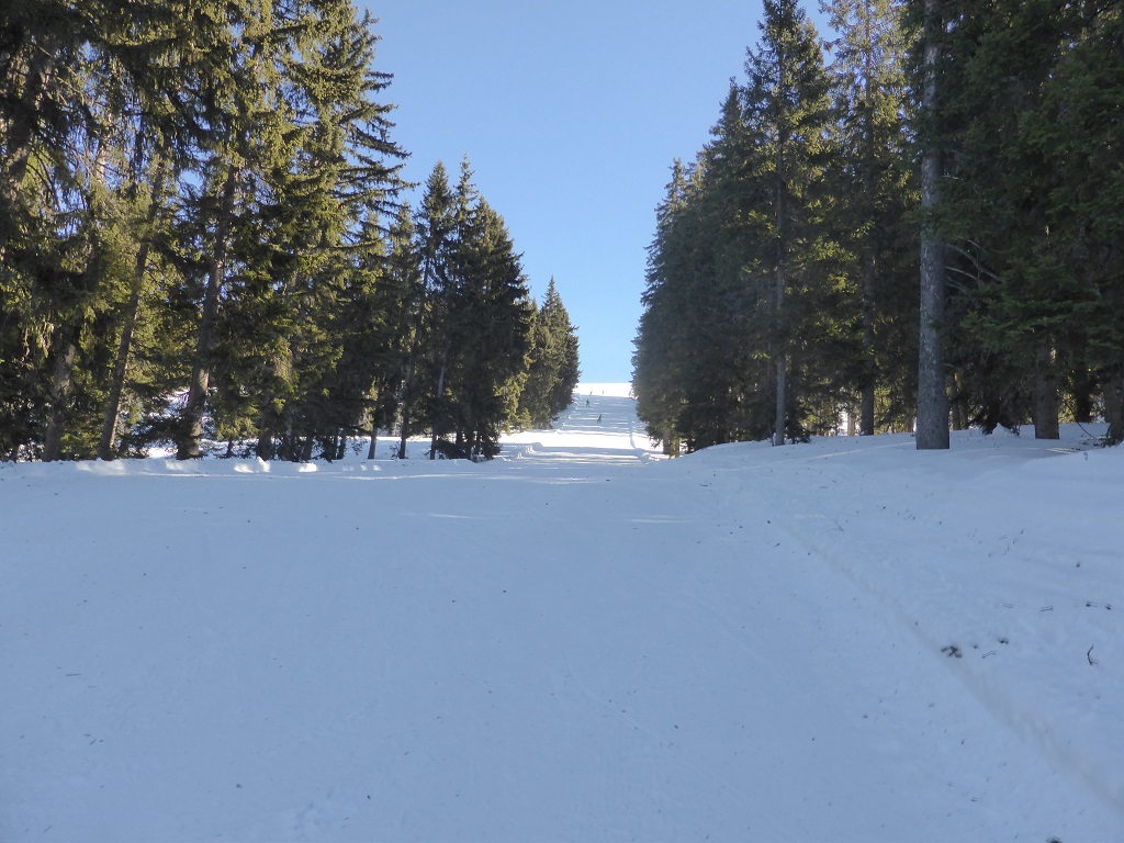 eine eigentllich als Route gekennzeichnete Piste gerade durch den Wald