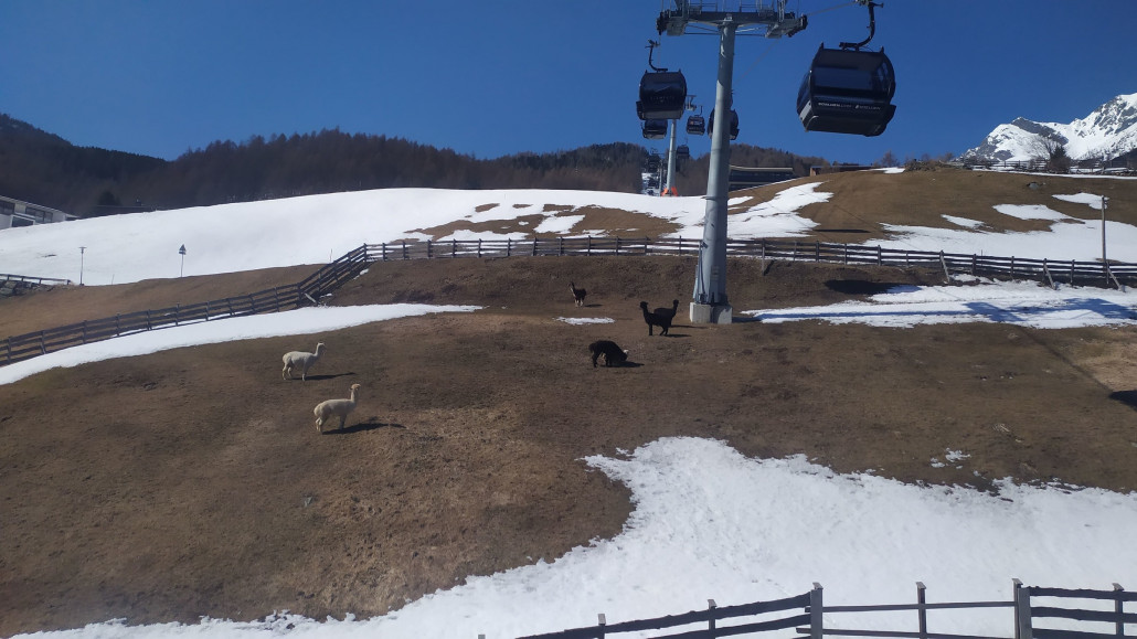 Und unten grasen die Tiere