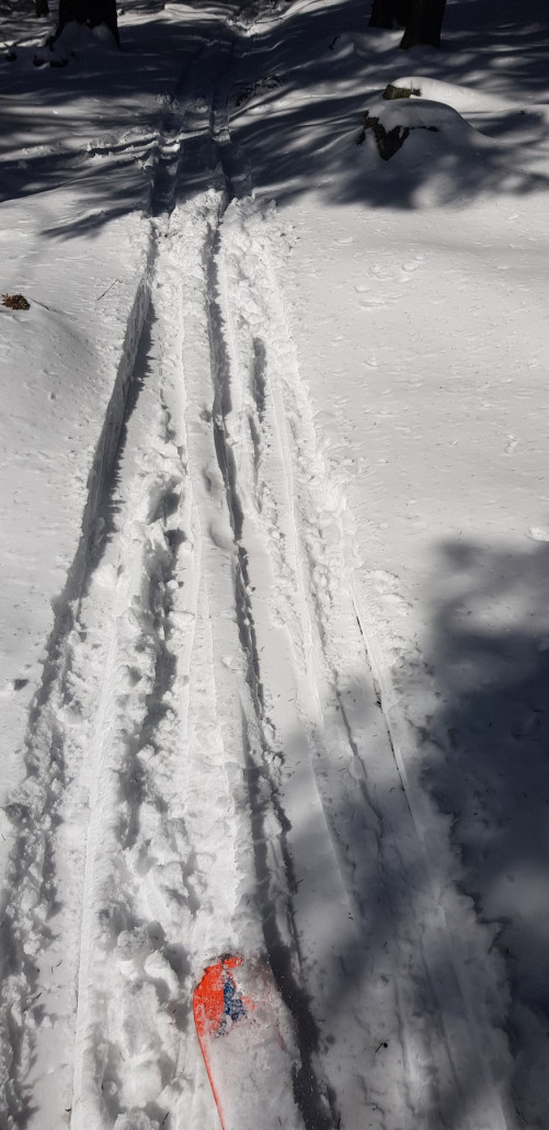Im Wald schön fluffig