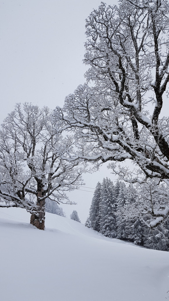 Eher durchwachsen und neblig am 02. April