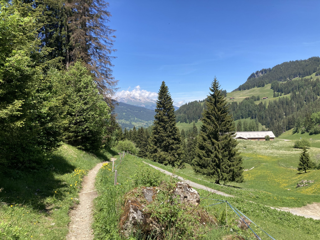 Parpan - Churwalden. Rechts, dem gelben Löwenzahnmeer entlang, führt im Winter die Talabfahrt durch.