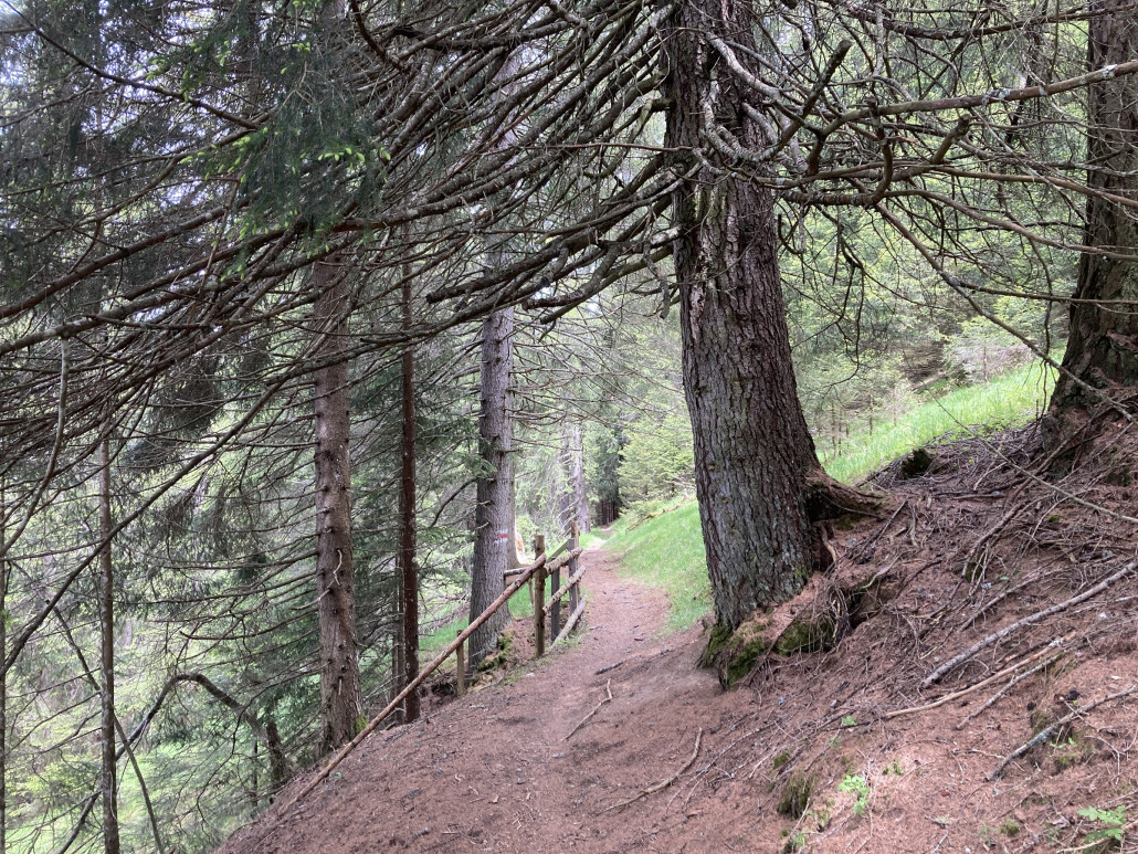 Immer wieder fährt man auf weichem Waldboden.