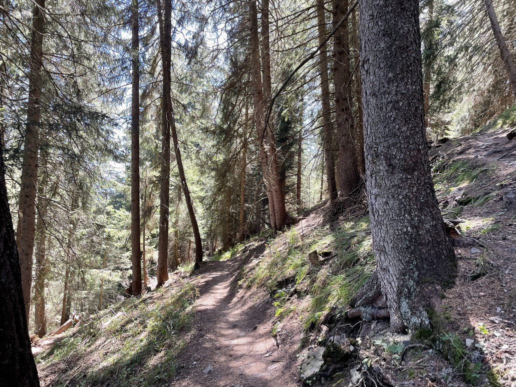 Trail zwischen Spoina und Heidsee. Sehr cooler Weg: eng, wurzelig, weicher Waldboden, leer.