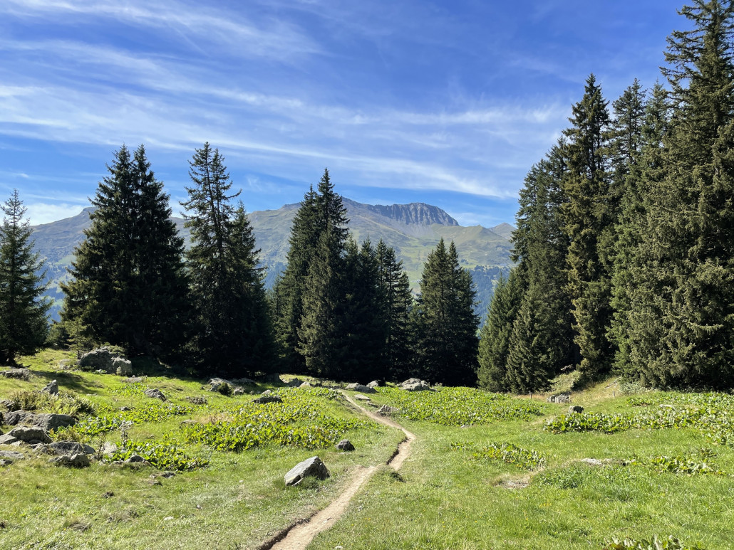 Ungefähr bei der Bergstation der KSB Heimberg startet ein spassiger Weg herunter nach Valbella beziehungsweise Parpan. Im unteren Teil passiert man zwei schöne Lichtungen, wie beispielsweise die hier fotografierte. Die engen und steilen Kehren zu Beginn der Abfahrt wurden deutlich entschärft und gleichen mittlerweile schon fast kleinen Anliegern.