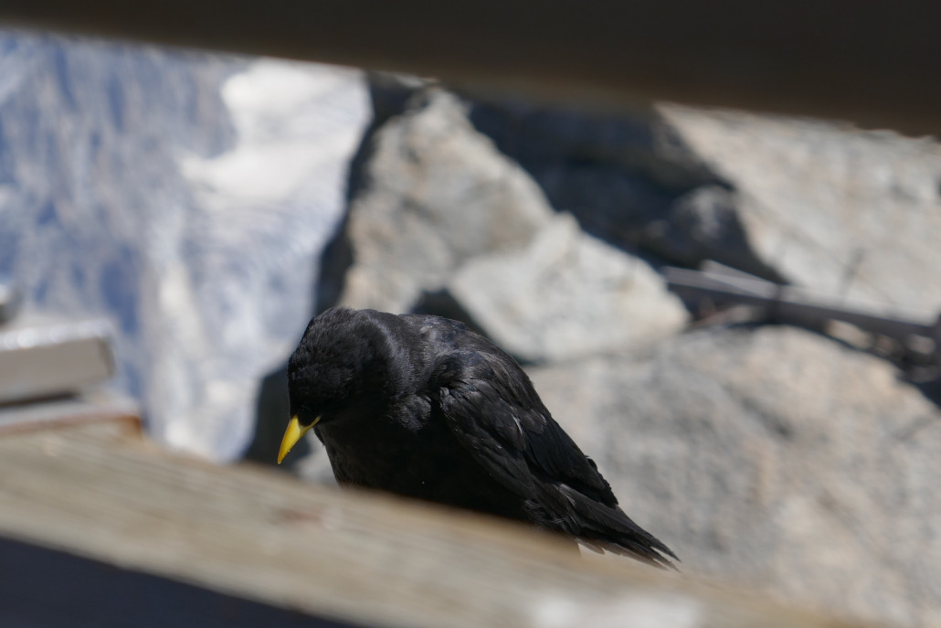 Bergdohlen die es aus eigener Kraft hier hoch geschafft haben.