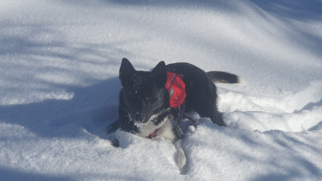 Nachdem Angus und Naya leider in den letzten Jahren gestorben sind begleitet uns jjetzt Finnie