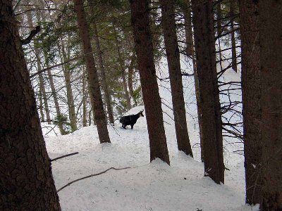 die verlorengeglaubte Kitz vom Hahnenkamm
