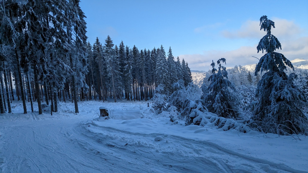 Waldabfahrt mit immer weniger Wald.