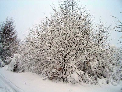 Träume aus Schnee V