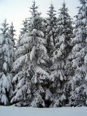 Träume aus Schnee II