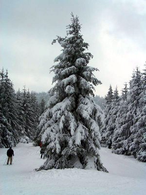 Träume aus Schnee I