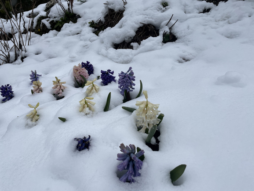 Frühling vs. Winter im Dorf