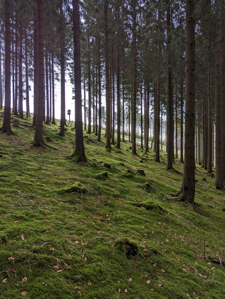Malerischer Wald am Sürenberg