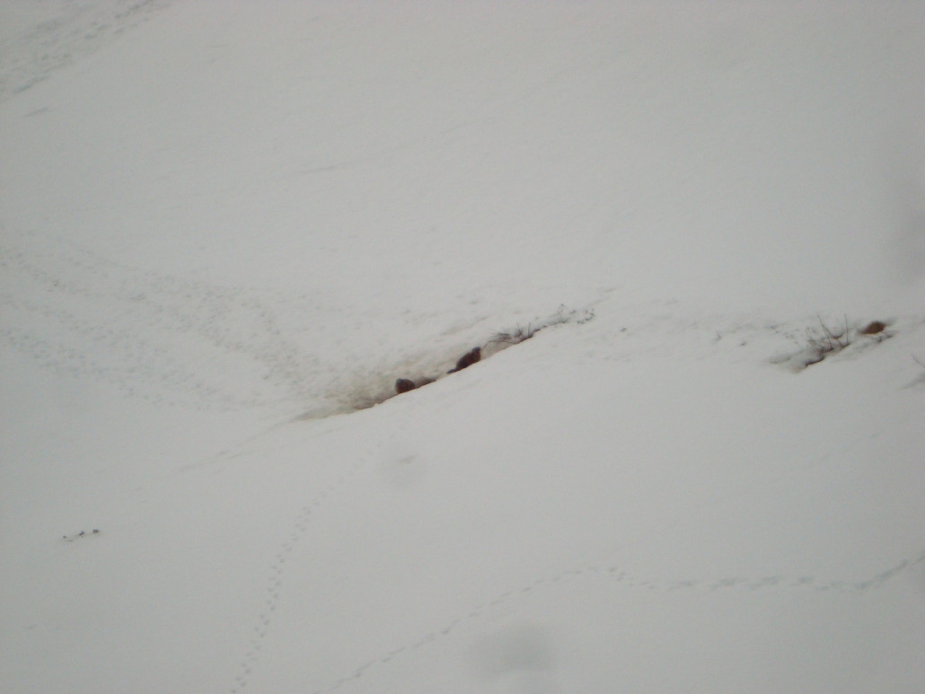 Die Murmeltiere am 6er Sessel sind auch schon ausgeschlafen