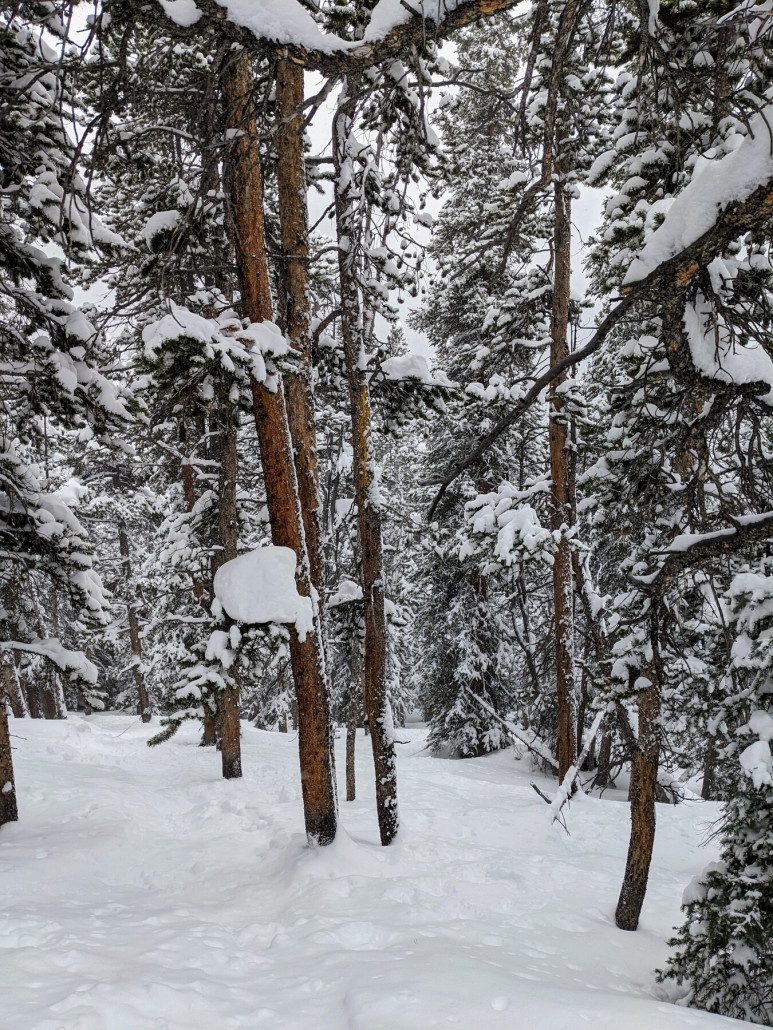 Irgendwo in den Trees am Outback Express