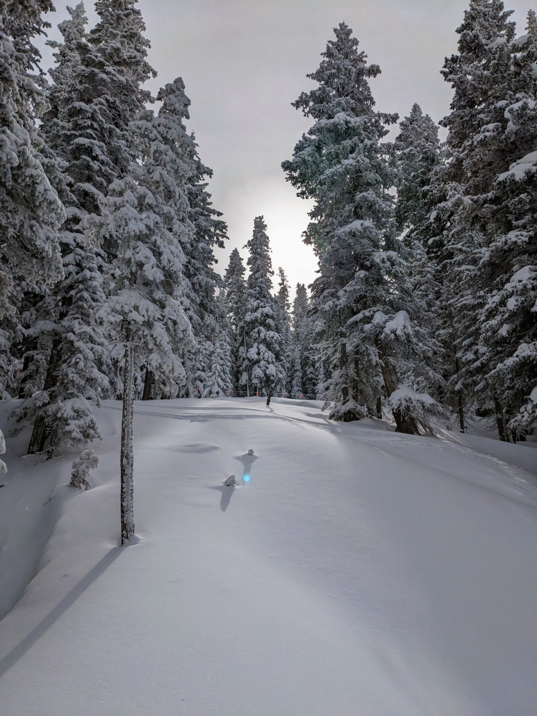 Irgendwo in den Trees des Blue Sky Basin