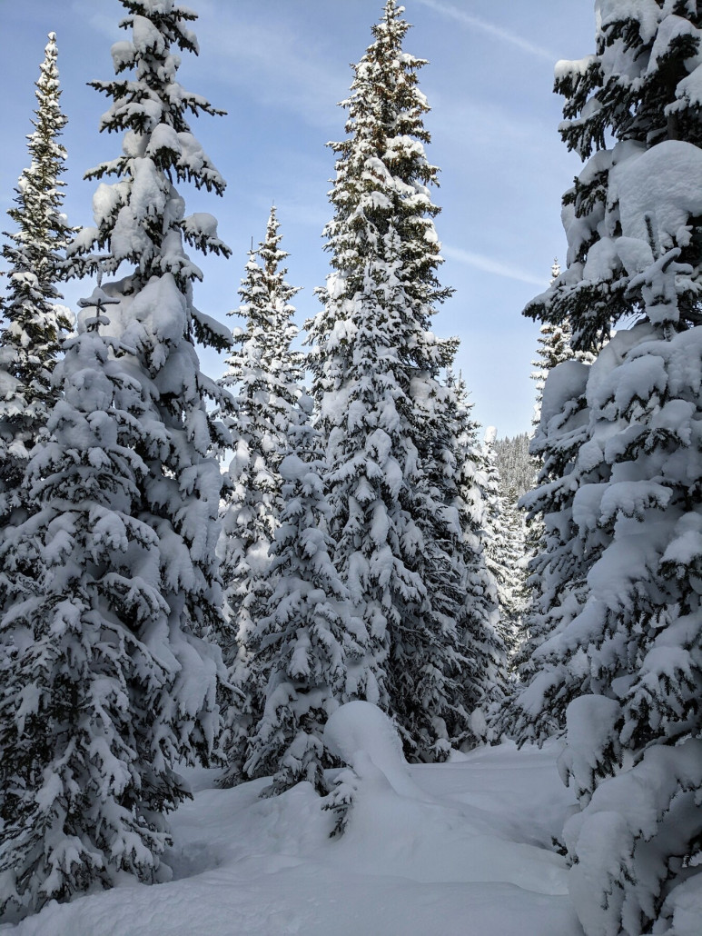 Verschwunden in den Trees des Blue Sky Basin :D