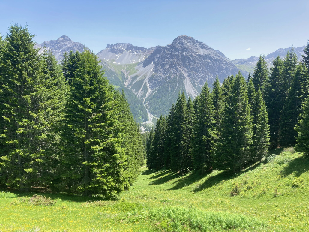 Die langsam einwachsende mittlere Schneise von oben. Füher war sie spürbar breiter und gelegentlich spurten die AVB hier mit dem Ratrac sogar eine (inoffzielle) Piste.
