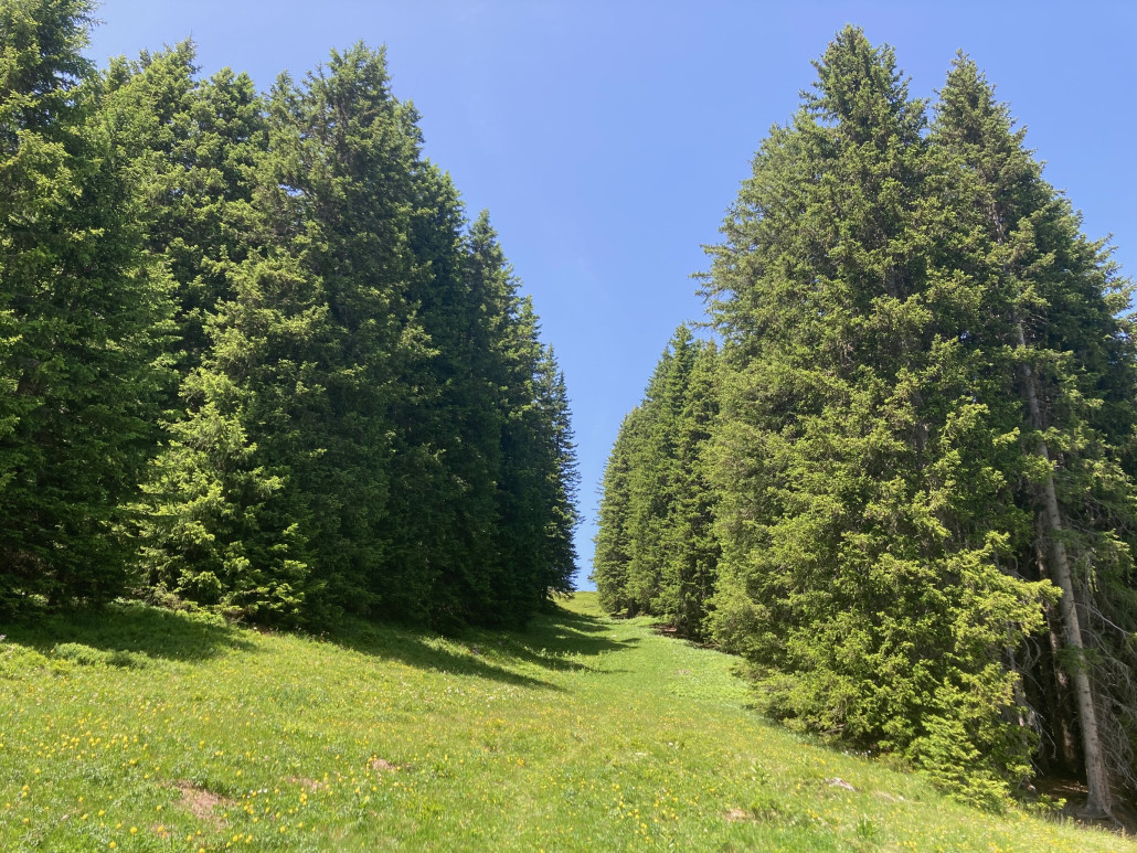 Die mittlere Schneise - auch „kleine Schneise“ genannt - wird auf 50 m verbreitert und künftig zur offziellen Piste erhoben. Bisher wurde sie von Kennern von allem bei schlechtem Wetter zum Powdern genutzt.