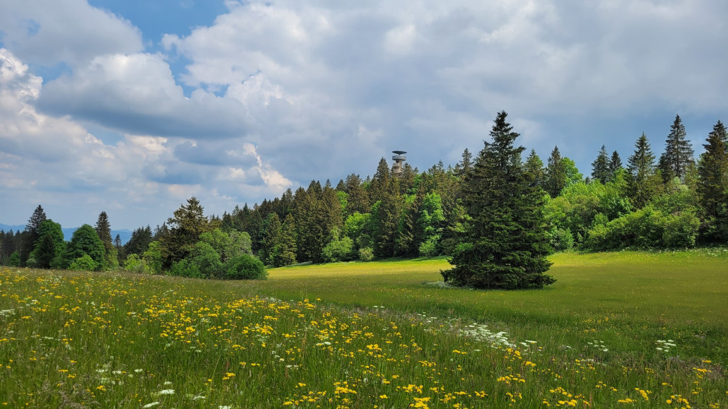 Rückseite vom Turm, blühende Wiesen