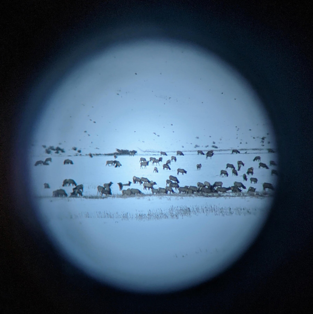 Die Elche im Elk Refuge