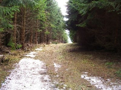 unterer Verbindungsweg, dort sollen wohl auch noch einige Bäume weggemacht werden