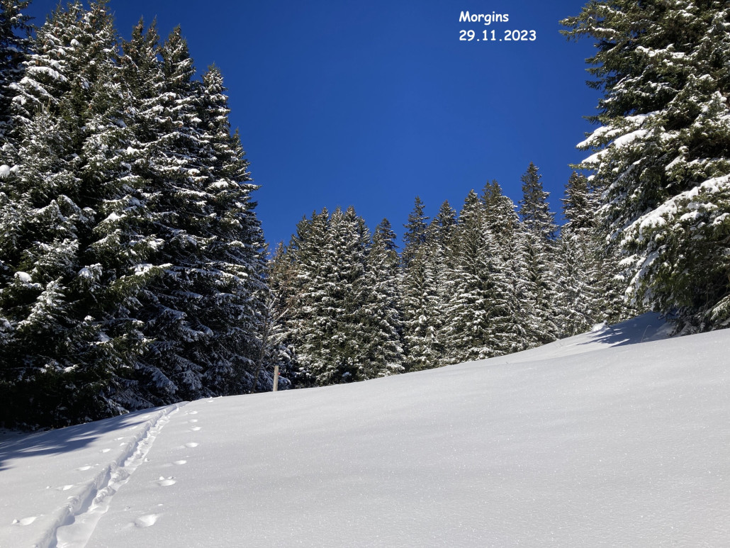 Schöne Stimmung mit den Bäumen im Schnee