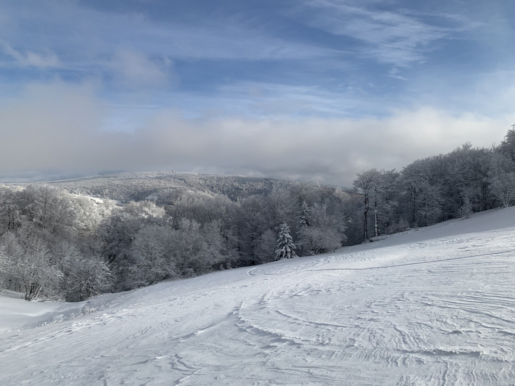 schmale einfahrt "neue Piste" mittig im Wald