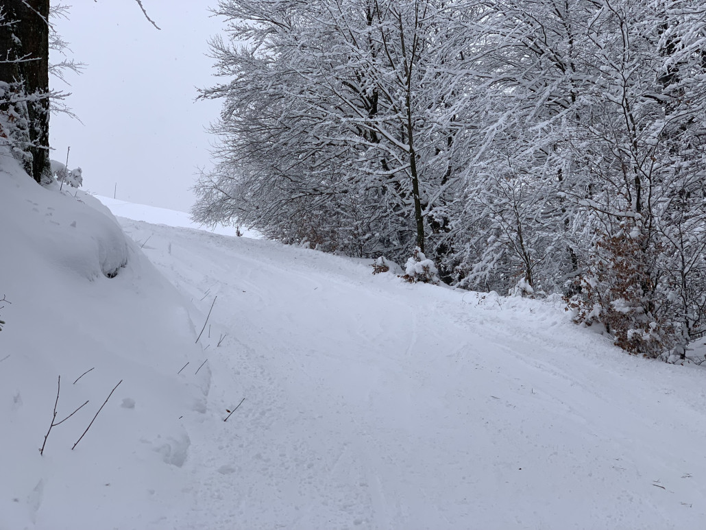 enge Kurve in den Wald - kein Dreck oder Steine