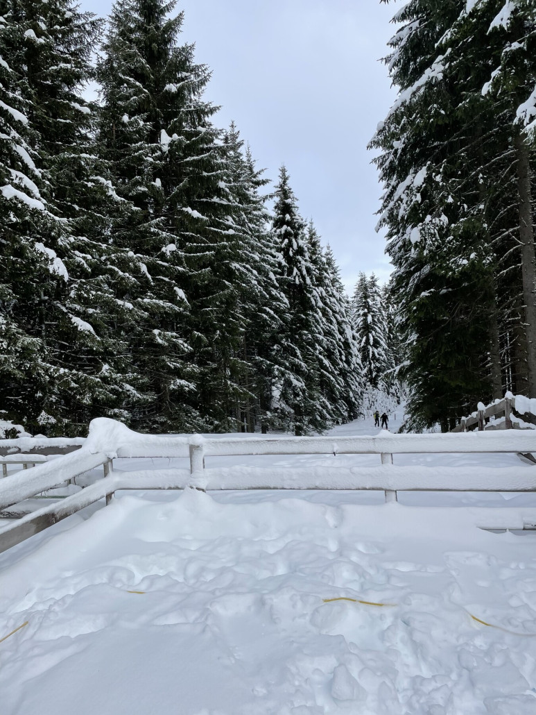 Alte Lifttrasse Halsmarterlift