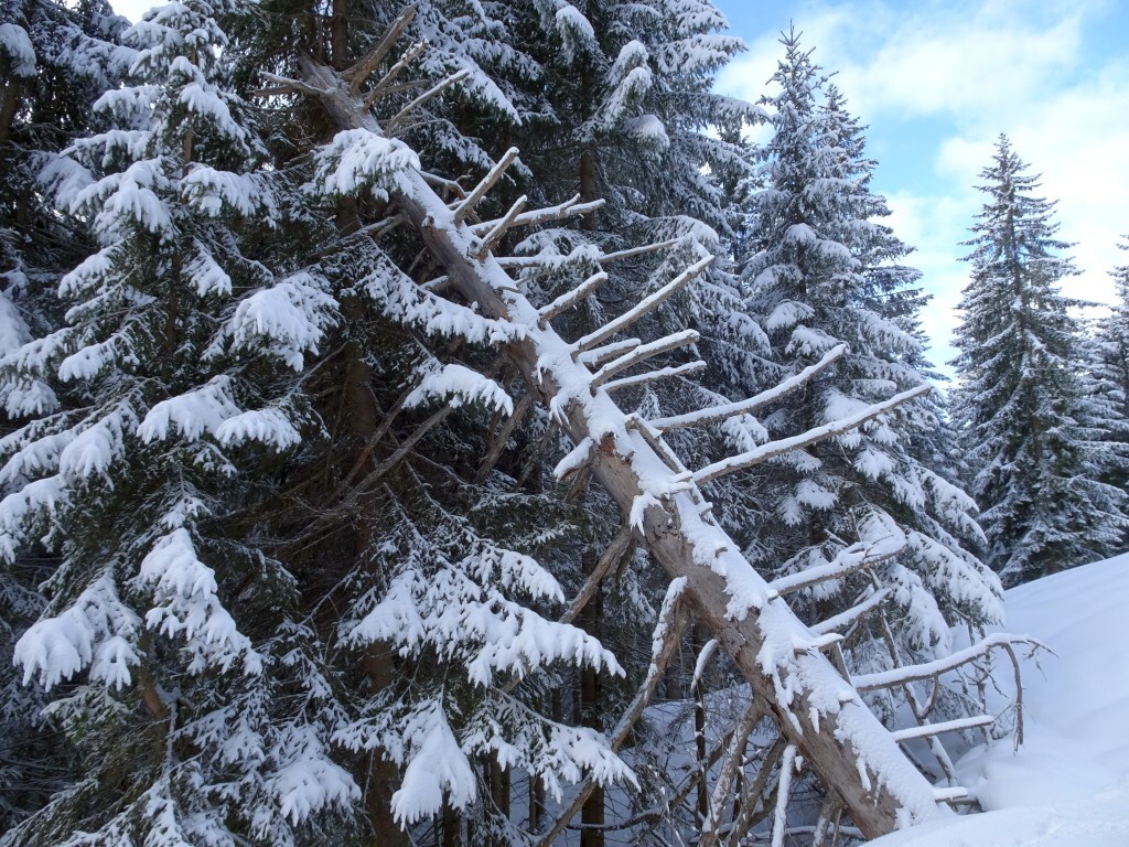 Neben der Trasse des Skilift Hochkögl.