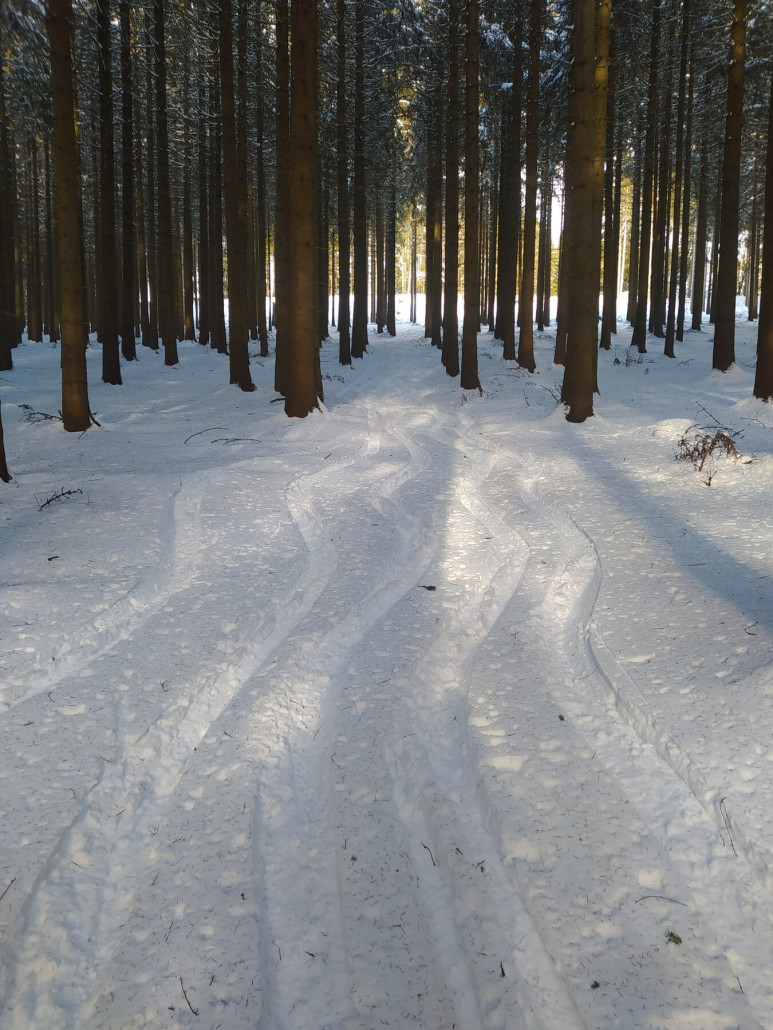Freeriden durch den Wald am Schwedenhang