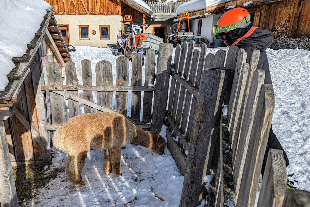Die beiden Alpakas sind auch noch da!
