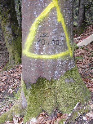 das werk der geometer! hoffentlich erlebt der baum keinen wachstumsschub, sonst wäre die ganze präzisionsarbeit um sonst gewesen.