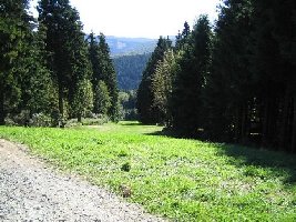 Die Waldabfahrt!