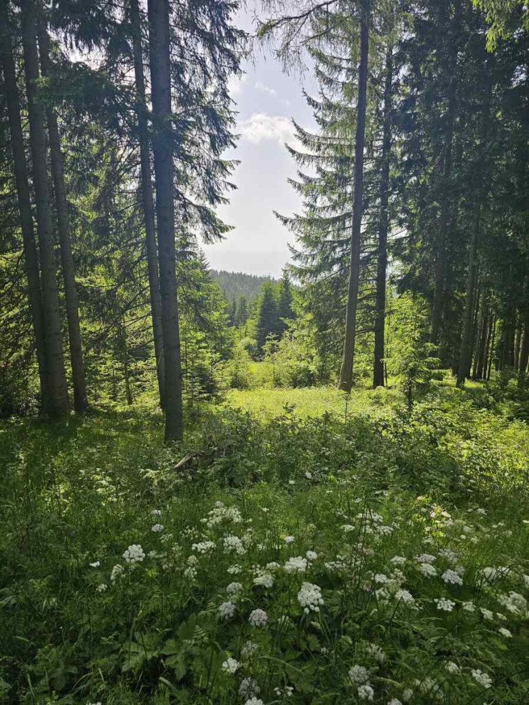 Weberwirt LSAP 3.jpg