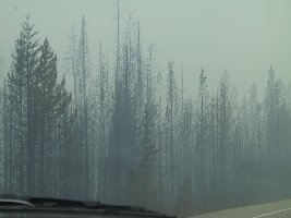 Das Resultat der Hitze ...